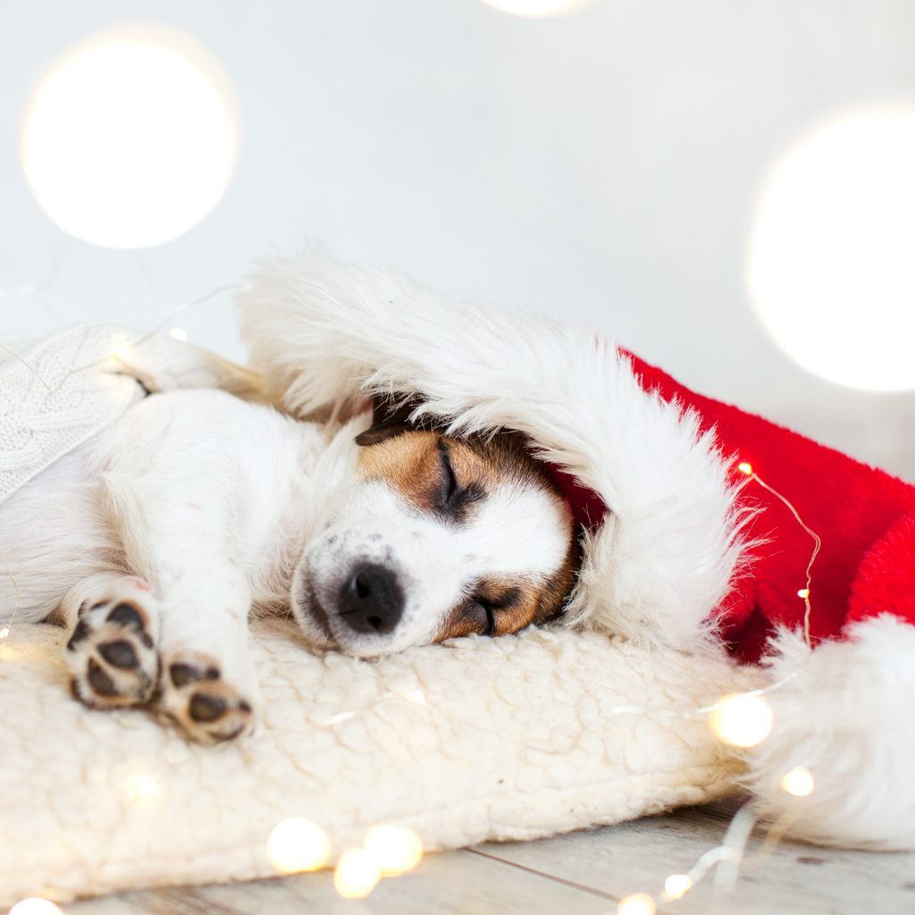 Top Holiday Foods Your Dog Should Avoid