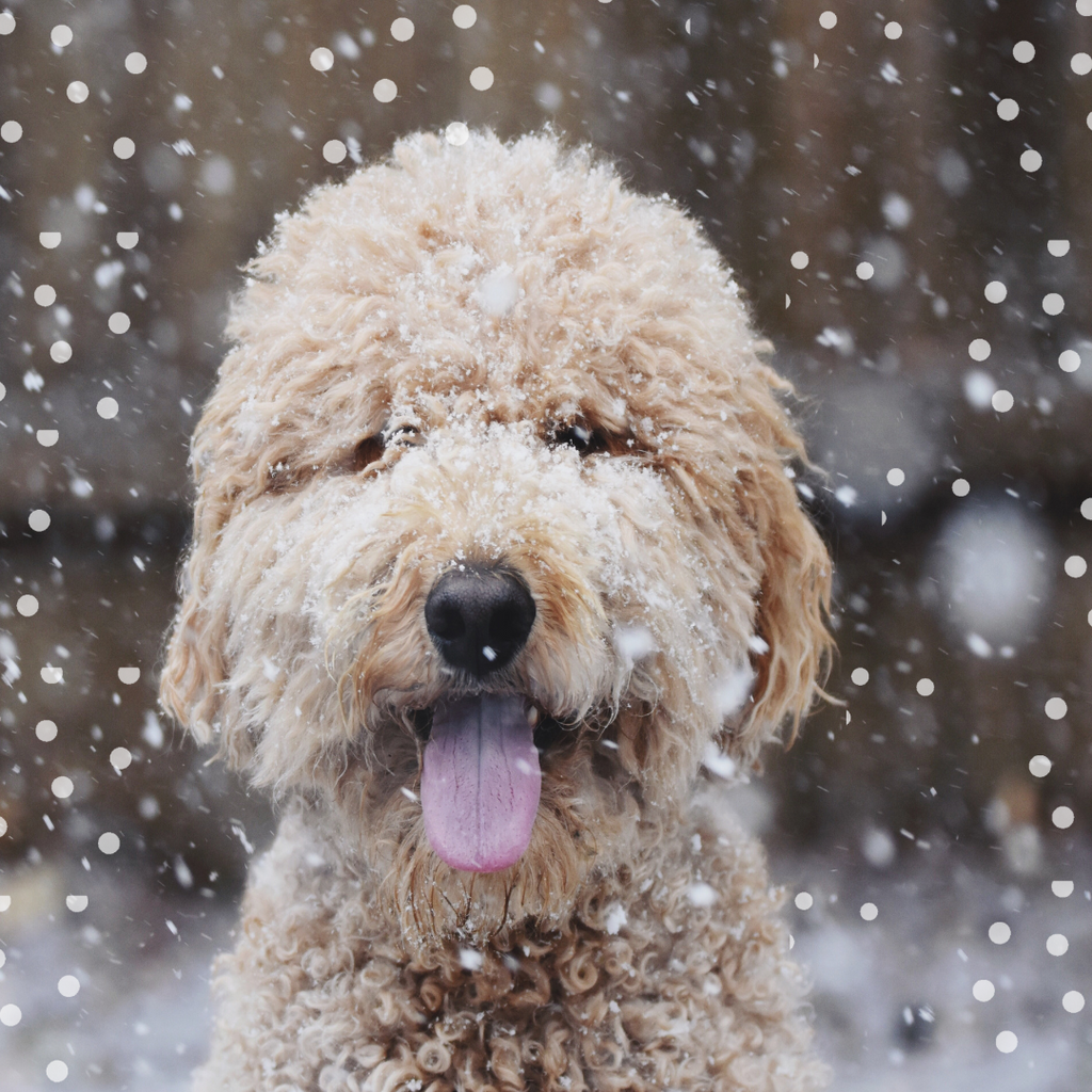 Winter Woofs: Keeping Your Pup Safe and Snuggly During Winter Storms