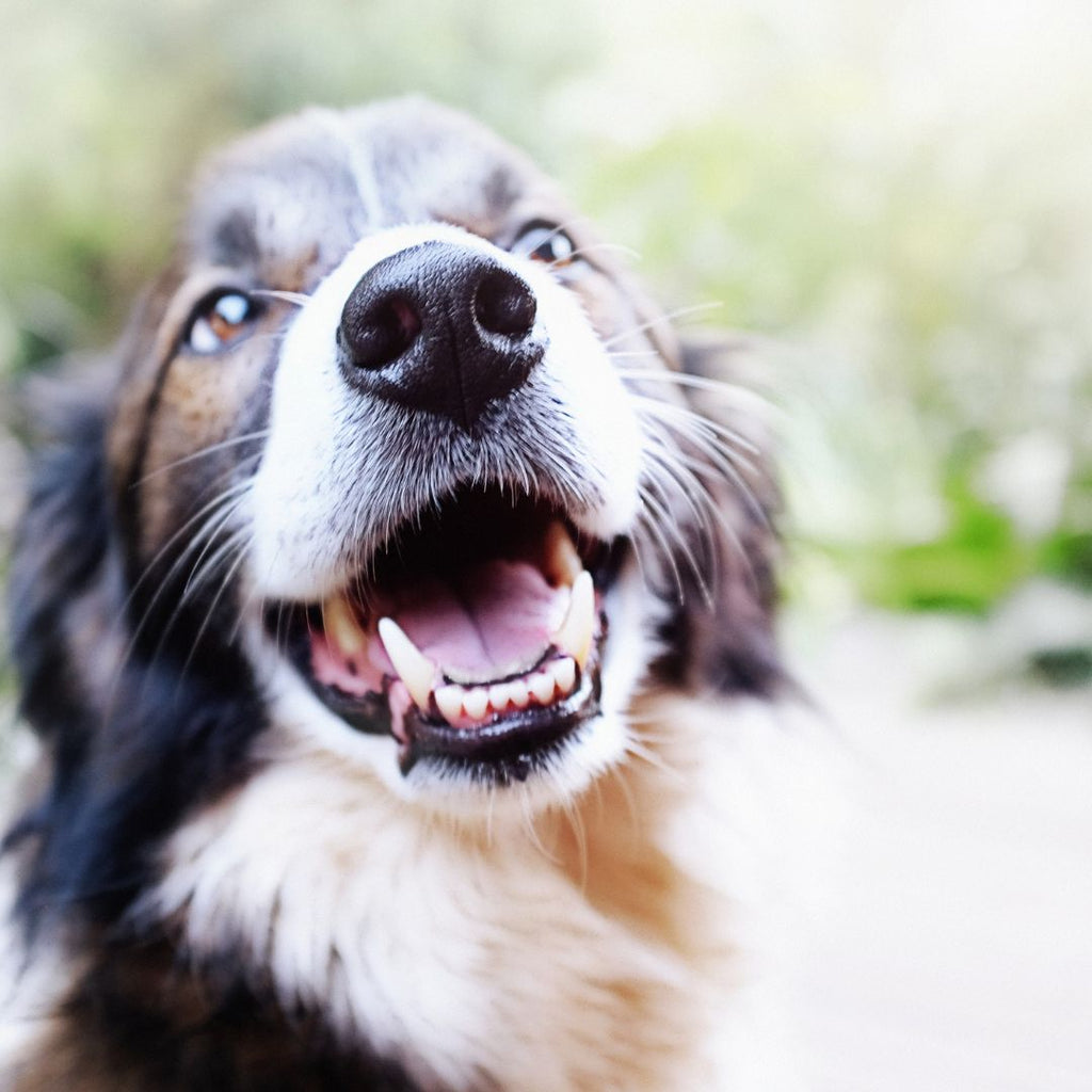 Smile Bright: 7 Signs Your Dog Needs Dental Care!