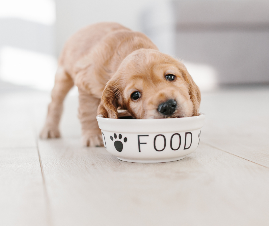 Steer Clear: Top Foods to Avoid Feeding Your Dog
